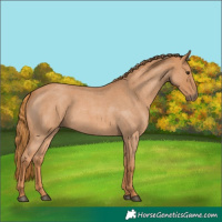 Horse Color:Unknown 
