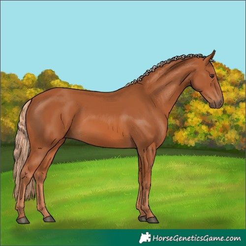 Horse Color:Unknown 