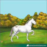 Horse Color:Chestnut Sabino Splash Appaloosa 