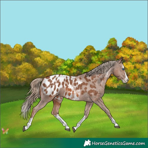 Horse Color:Chestnut Sabino Splash Appaloosa 