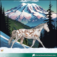 Horse Color:Chestnut Sabino Splash Appaloosa 