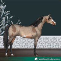 Horse Color:Brown Dun  and Brown Dun Frame 