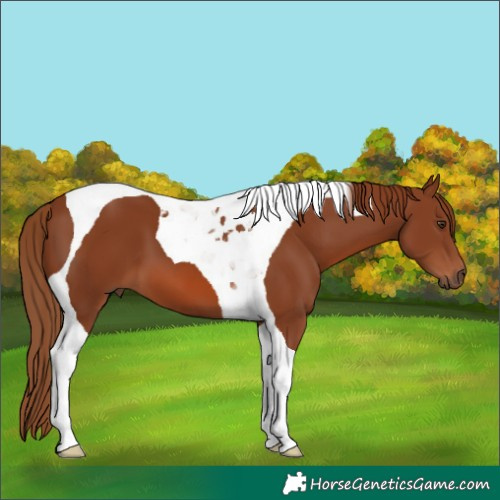 Horse Color:Chestnut Tobiano