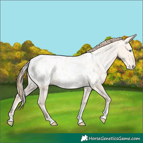 Horse Color:Silver Amber Champagne Pearl Dun Tobiano Appaloosa Rabicano  and Gold Champagne Pearl Dun Tobiano Appaloosa Rabicano 