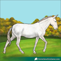 Horse Color:Silver Amber Champagne Pearl Dun Tobiano Appaloosa Rabicano and Gold Champagne Pearl Dun Tobiano Appaloosa Rabicano