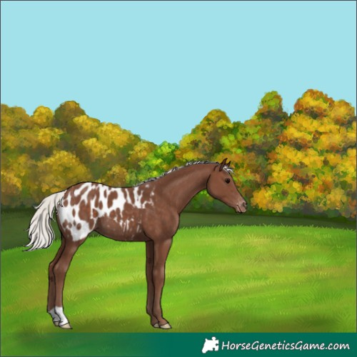 Horse Color:Silver Black Near Leopard 