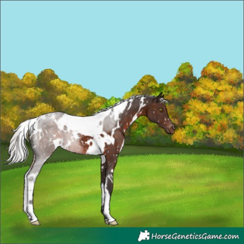 Horse Color:White Spotted Silver Brown Appaloosa