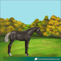 Horse Color:Gray Silver Smoky Black 