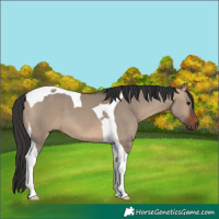 Horse Color:Brown Dun Tobiano 