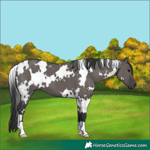 Horse Color:White Spotted Grullo