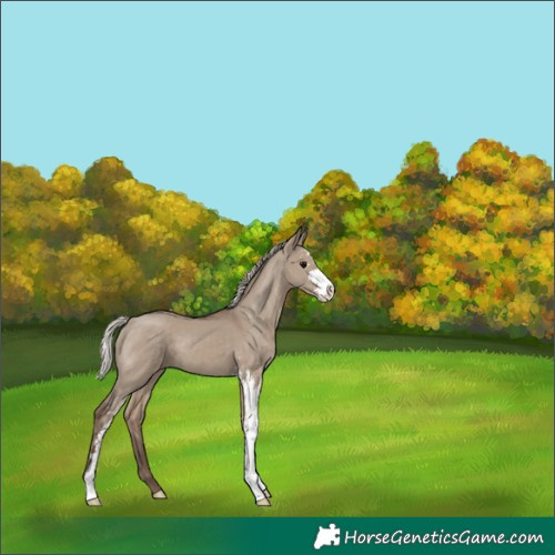 Horse Color:Silver Grullo Sabino 