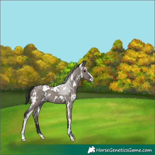 Horse Color:White Spotted Grullo Sabino Rabicano 