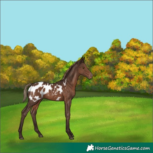 Horse Color:Liver Chestnut Appaloosa 