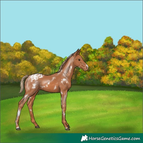 Horse Color:White Spotted Chestnut Appaloosa 