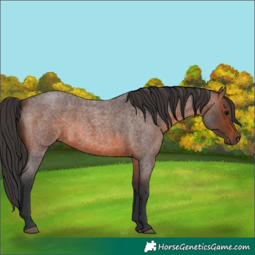 Horse Color:Brown Roan 