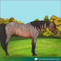 Horse Color:Brown Roan 