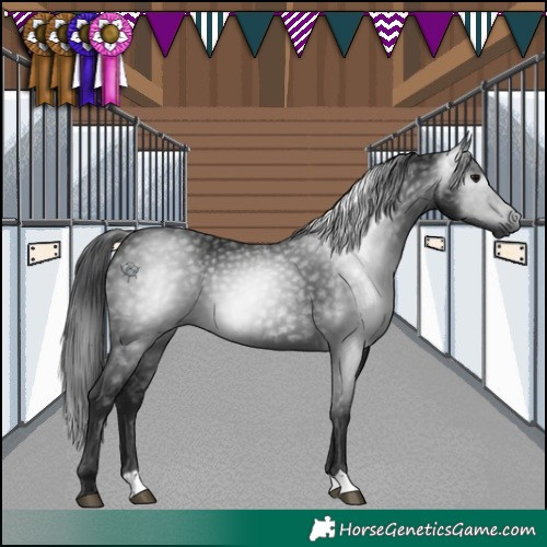Horse Color:Gray Black 
