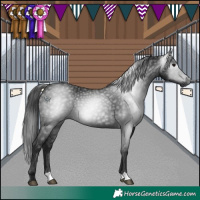 Horse Color:Gray Black 