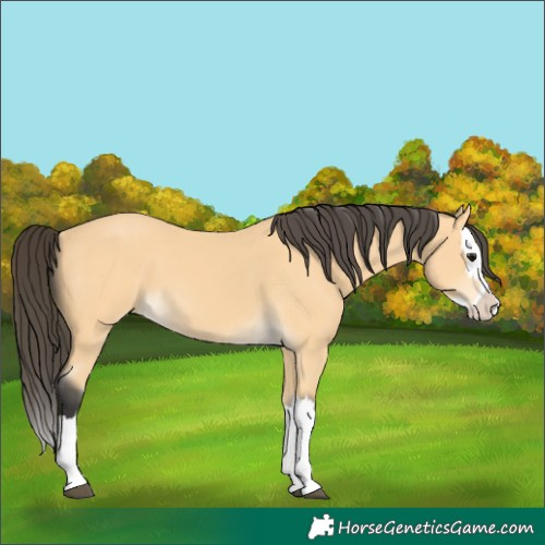 Horse Color:Buckskin Splash 