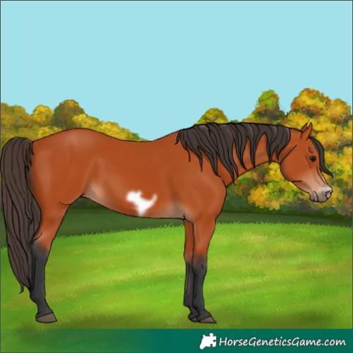 Horse Color:Bay Frame 