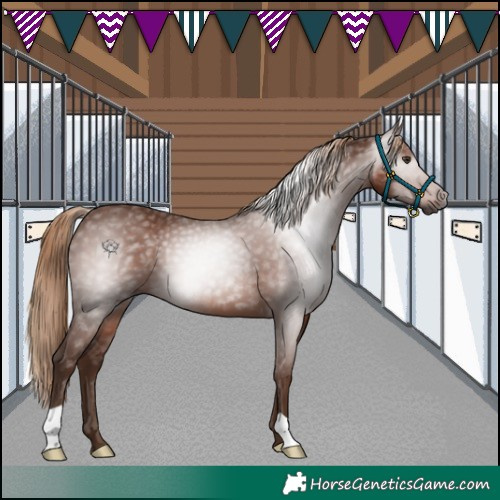 Horse Color:Gray Chestnut 