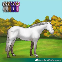 Horse Color:Gray Chestnut