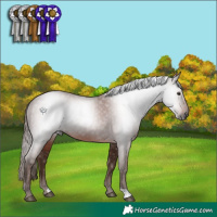 Horse Color:Gray Chestnut 