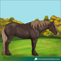 Horse Color:Liver Chestnut 