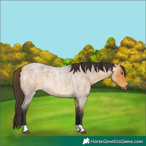Horse Color:Buckskin Roan Rabicano 