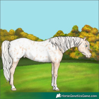 Horse Color:Silver Amber Champagne Pearl Dun Tobiano Appaloosa Rabicano  and Silver Amber Champagne Pearl Tobiano Appaloosa Rabicano 