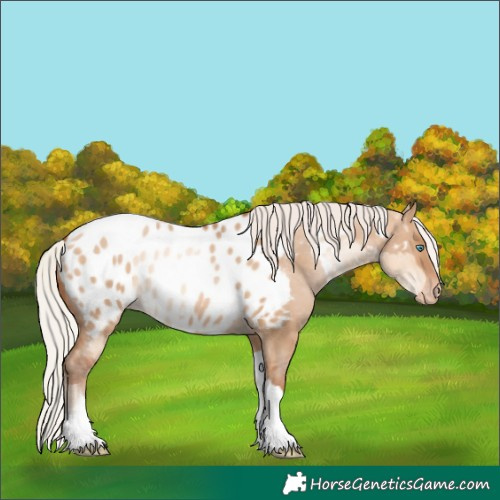 Horse Color:Silver Amber Champagne Pearl Dun Tobiano Appaloosa Rabicano  and Silver Bay Pearl Dun Tobiano Appaloosa Rabicano 