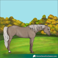 Horse Color:Silver Grullo 