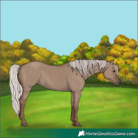 Horse Color:Silver Grullo 