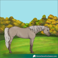 Horse Color:Silver Grullo 