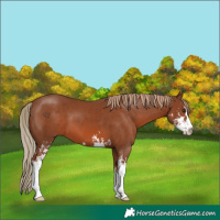 Horse Color:Chestnut Sabino