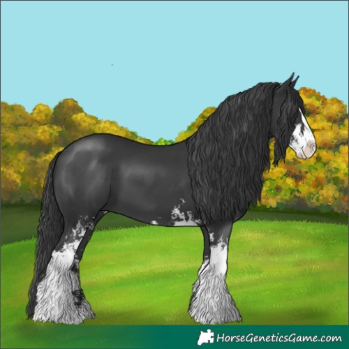 Horse Color:Black Sabino 