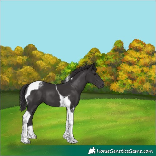 Horse Color:Smoky Black Sabino Tobiano 