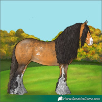 Horse Color:Buckskin Sabino