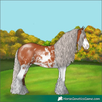 Horse Color:Silver Bay Sabino