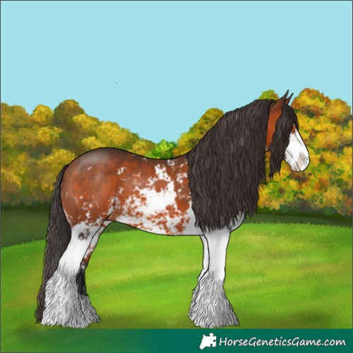 Horse Color:Bay Sabino 