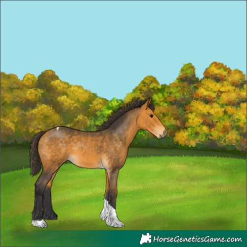 Horse Color:Buckskin Sabino Tobiano 