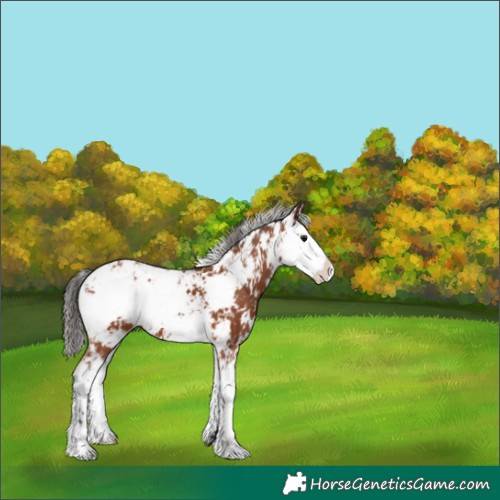 Horse Color:Bay Sabino 