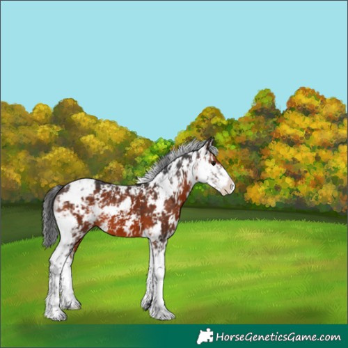 Horse Color:Brown Sabino 
