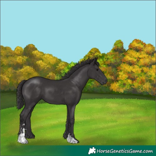 Horse Color:Smoky Black Sabino 