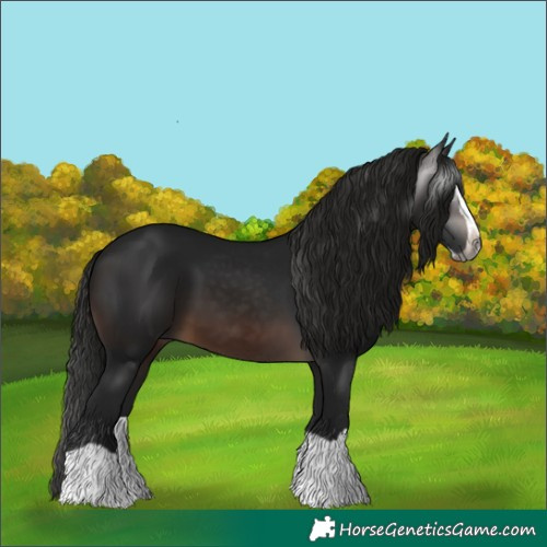 Horse Color:Gray Brown Splash