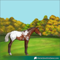 Horse Color:Silver Bay Appaloosa 