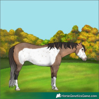 Horse Color:Bay Dun Frame