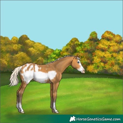 Horse Color:Silver Buckskin Frame Appaloosa 