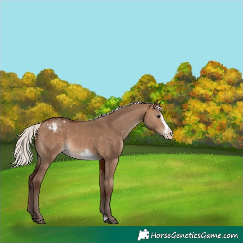 Horse Color:Silver Bay Dun Frame Varnish