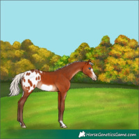 Horse Color:Silver Bay Frame Blanket 